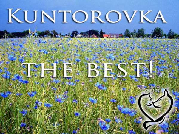 vetkovski_raion_priyut_zhivotnih3-e1490720546138 Недалеко от Ветки работает приют для животных, о котором знают и иностранцы