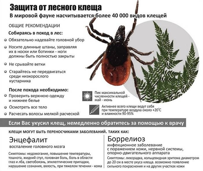 vetkovski_raion_klesch_20 В Гомельской области начался сезон клещей